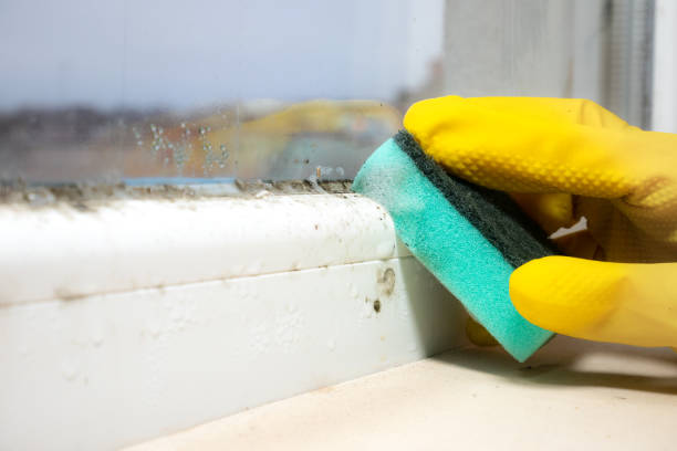  Strawberry, CA Mold Removal Pros