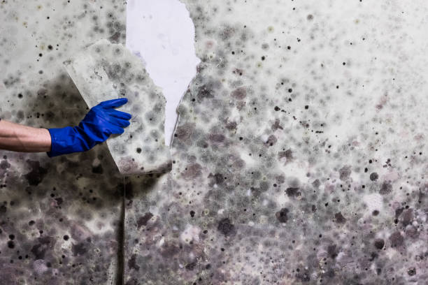 Best Same-Day Mold Removal  in Strawberry, CA